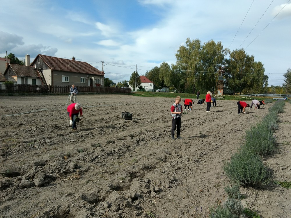 Levendula ültetés csoportosan