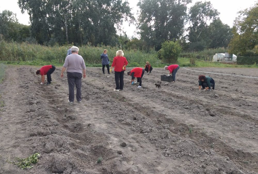 Levendula ültetés profi módon, otthoni eszközökkel